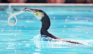Partij voor de Dieren wil geen catering met paling