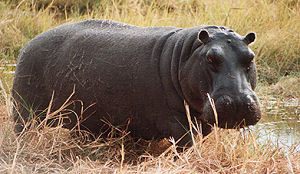 Chinese dierentuin serveert eigen dieren