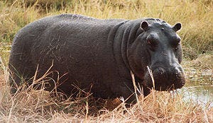 Chinese dierentuin serveert eigen dieren