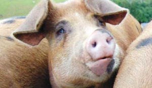 Sligro buigt voor Varkens in Nood