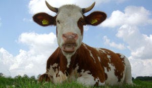 Drie procent boeren concurreert met horeca