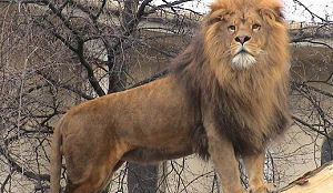 Doodsbedreiging vanwege leeuwenvlees op menu