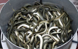 Paling niet langer op Leidse menukaart