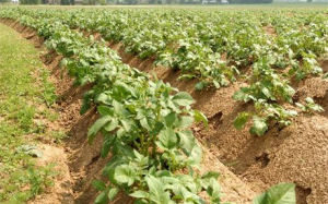 Verschrompelde aardappel zorgt voor dure friet