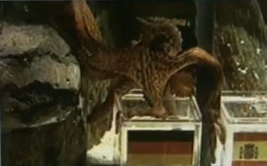 Oranjefans zoeken naar recept voor octopus