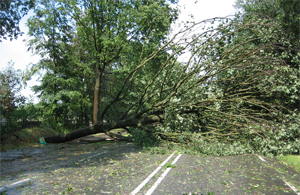 Dak restaurant Puur geraakt door boom