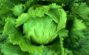 Subway teelt eigen sla voor op broodjes