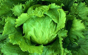 Subway teelt eigen sla voor op broodjes