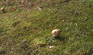 Eekhoorntjesbrood vroeg dit jaar