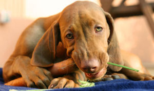 Nieuw restaurant voor honden geopend