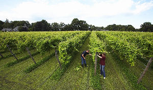 Achterhoek introduceert wijnroutes