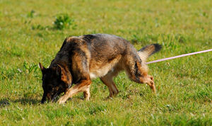 Gewapende overval op fastfood in Parijsch