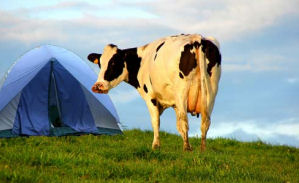 Nederlanders willen niet kamperen