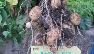 Groei aardappelen loopt achter