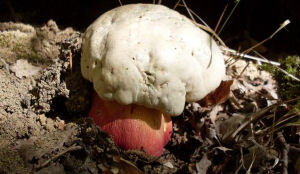 Paddenstoelen zoeken Italië levensgevaarlijk