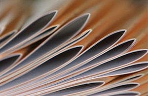 nVWA moet inspectierapport publiceren