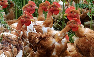 David Crouwel start kipketen Frango