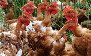 David Crouwel start kipketen Frango