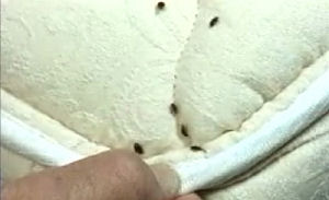 Wandluizen teisteren hotels New York