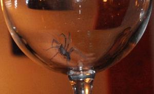 Echtpaar vindt spin in wijn