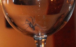 Echtpaar vindt spin in wijn
