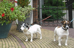 Meer dan helft van hotels weigert huisdieren