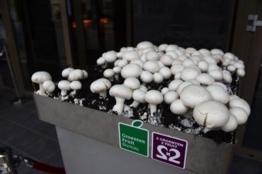 Organisatie Zilveren Champignon opgeschrikt door uitslaande brand