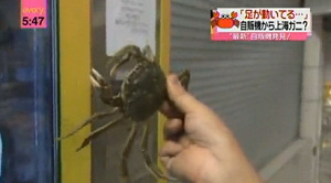 Video over krabautomaat hit op internet