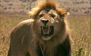 Leeuwen eten dronken barman op in Zuid-Afrika