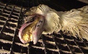 Avifauna haalt foie gras van de kaart