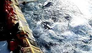 'Bestel geen tonijn meer in restaurants