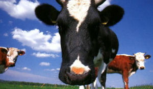 'Nederland heeft maar twee bio-restaurants