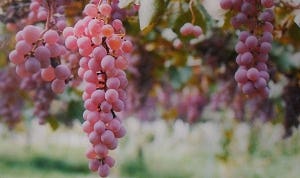 Edwin Raben haalt bijzondere Japanse wijnen naar Nederland