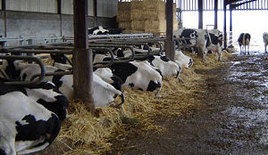 Verdwaalde hotelgast slaapt in koeienstal