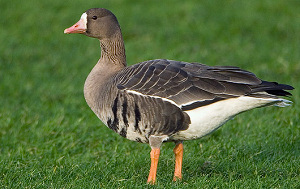 Gans als streekgerecht op kaart in Friesland