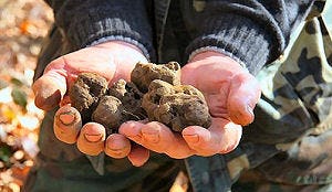 Franse boer doodt truffelrover