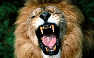 Woensdag leeuwengehaktdag