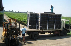 Wageningen werkt aan duurzame fruithandel