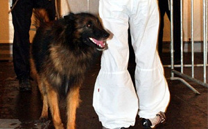 Drugshonden ingezet in horeca West-Friesland