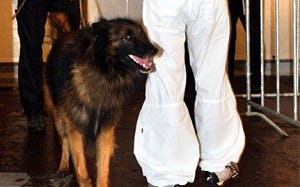 Drugshonden ingezet in horeca West-Friesland