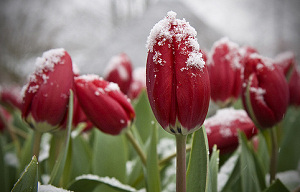 Keukenhof rekent op minder Japanners