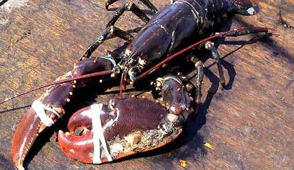 Stropers vangen voor 4600 euro aan kreeft