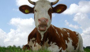 Zonnepit eerste bedrijfsrestaurant met SKAL-Certificaat voor bio