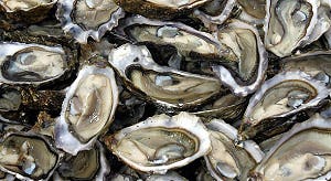 Visprofessor' wil Japanse oester verbeteren