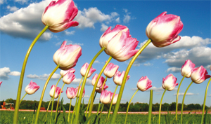 DiningCity.com lanceert Lentekriebels