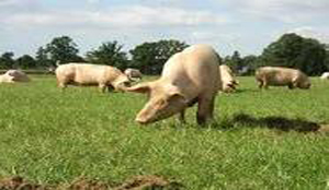 Dierenwelzijn belangrijk bij aankoop vlees