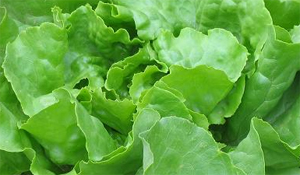 Prijs van groente omhoog door droogte