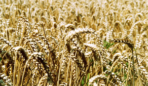 Oxfam Novib: voedselprijzen stijgen met 180 procent