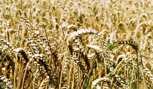 Oxfam Novib: voedselprijzen stijgen met 180 procent