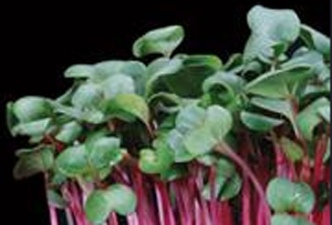 Rob Baan (Koppert Cress) stelt afnemers kiemgroenten gerust